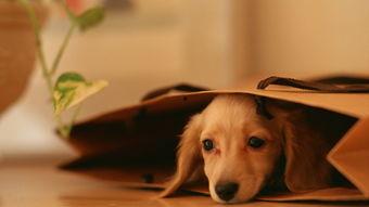 娱乐吃瓜酱寺庙里的小狗,见证信仰与生命的温馨瞬间