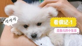 娱乐吃瓜酱小奶狗,揭秘娱乐圈的甜蜜与苦涩