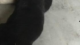 娱乐吃瓜酱小奶狗,揭秘娱乐圈的甜蜜与苦涩