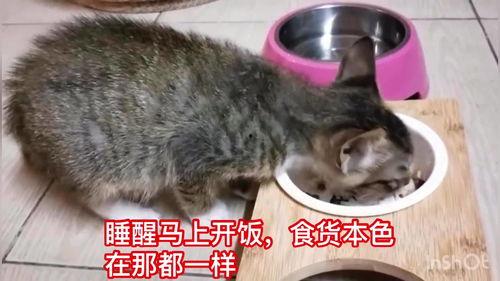 娱乐吃瓜酱内向的小猫,内向小猫的娱乐吃瓜日常