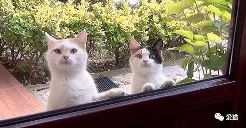 娱乐吃瓜酱流浪猫,吃瓜酱的趣味生活记