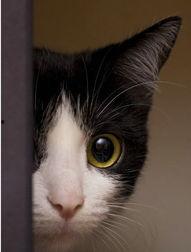 娱乐吃瓜酱猫咪头套,揭秘“吃瓜酱”猫咪的趣味生活