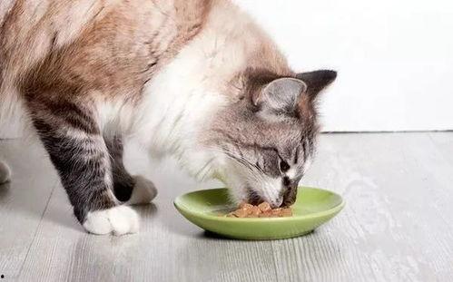 娱乐吃瓜酱小猫咪,趣味横生的星宠生活
