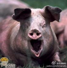 吃瓜猪娱乐视频怀孕,疑与王一博恋情曝光”
