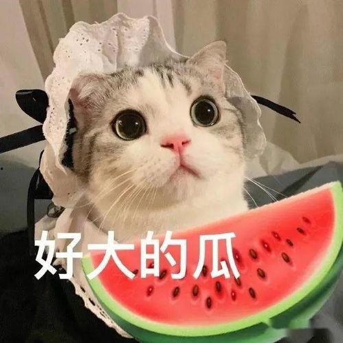 喵星娱乐吃瓜群众是谁啊,揭秘吃瓜群众的神秘面纱