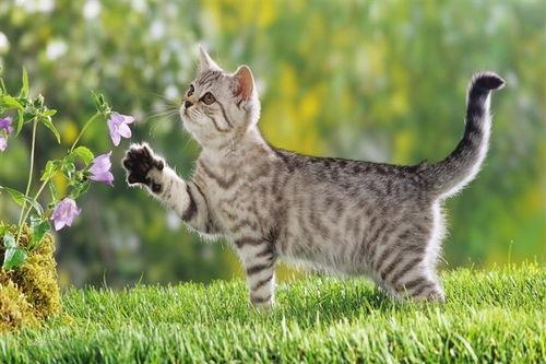 娱乐吃瓜酱牛奶猫,揭秘牛奶猫的神秘魅力